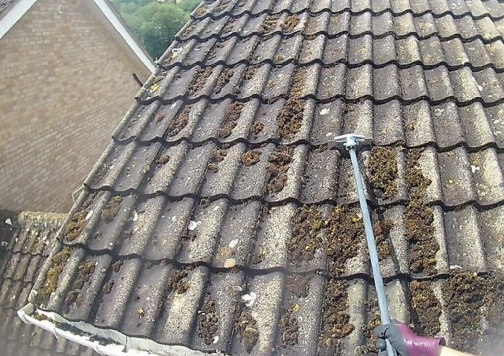 Sky Scrapers roof cleaning project 6